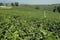 The agriculture field of green teas plantation on a hill in Chiang Rai Thailand