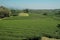 The agriculture field of green teas plantation on a hill in Chiang Rai Thailand