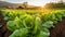 Agriculture, Field of organic lettuce growing in a sustainable farm