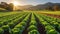 Agriculture, Field of organic lettuce growing in a sustainable farm