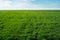 Agriculture field plants harvest green grass landscape with clouds