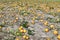 Agriculture, field with pumpkins