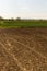 Agriculture field soil with young crop plants. Agriculture concept with land and crops on it