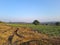 Agriculture Field of Tomato Farming View With Green Tree Forest Mountain and Wind Turbine