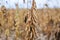 Agriculture. Fields of ripe soybeans. Harvest time