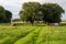 Agriculture fields, trees and green lawns at the Flemish countryside