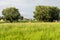 Agriculture fields, trees and green lawns at the Flemish countryside