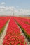 Agriculture - Flower bulbs - Tulips