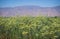 Agriculture of food ingredients - Fennel crop.