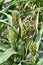 Agriculture, Foxtail Millet - Sorghum