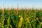 Agriculture in France is Bretagne region. Fields of ready to harvest corn in late summer. Cultivation of grain crop of