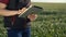 Agriculture. girl in a cap studying the crop smart eco farming with hands close up hold digital tablet. Red farmer neck