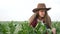Agriculture. Girl farmer works in a large green field of plants. Farmer worker caring studies agriculture. Agribusiness
