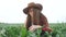 Agriculture. girl farmer works in a large green field of plants. farmer worker caring studies agriculture. agribusiness
