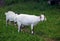 Agriculture goats grass farming pasture domestic animals meadow