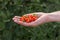 Agriculture, goji berry fruit