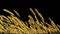 agriculture, gold rye spikelets isolated, design object 3D illustration