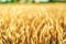 Agriculture golden field with crop close up