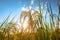 Agriculture golden rice field under blue sky at contryside. farm, growth and agriculture concept