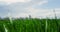 Agriculture grass blowing wind swaying in agronomy field meadow farm outdoors.