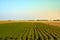 Agriculture green field with blue sky. Rural nature in the farm land. Straw on the meadow. Wheat yellow golden harvest in summer.