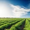 Agriculture green field with tomatoes and blue sky with clouds