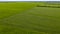 Agriculture, green field of wheat shoots, aerial view