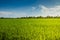 Agriculture green rice field farmland plant ecology and blue sky at summertime scenery background