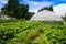 Agriculture greenhouse and gardens