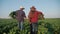 agriculture. a group of farmers work with boxes food harvest beets in green field. business agriculture agribusiness