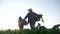 agriculture. a group of farmers work with boxes harvest beets food in green field. business agriculture agribusiness