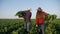 Agriculture. a group of farmers work with boxes harvest beets in green field. business agriculture agribusiness concept