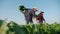 agriculture. a group of farmers work with boxes harvest beets in green field. business agriculture agribusiness concept