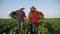 Agriculture. a group of farmers work with food boxes harvest beets in green field. Business agriculture agribusiness