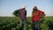 Agriculture. a group of food farmers work with boxes harvest beets in green field. Business agriculture agribusiness