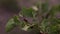 Agriculture. Growing potatoes. Close up Colorado potato beetle larvae potato eating the foliage of the potato. Insects