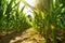 Agriculture, Growing sweetcorn in field. Generative Ai