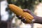 agriculture harvest corn Hand holding with the blurry background