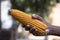 agriculture harvest corn Hand holding with the blurry background