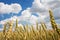 Agriculture harvest. Golden wheat on agricultural field on sunny day with blue sky and clouds