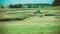 Agriculture and harvester, field, Germany