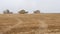 Agriculture. Harvester machine to harvest wheat field cuts golden ripe wheat field