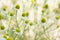 Agriculture herb chamomile, yellow plant background