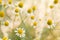 Agriculture herb chamomile, yellow plant background