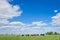 Agriculture: Herd of Cows Under a Big Blue Sky