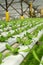 Agriculture - Hydroponic Plantation