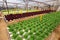 Agriculture - Hydroponic Plantation