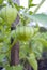 Agriculture. Image of growing physalis, close-up