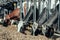 Agriculture industry, animal husbandry, cows eating hay in outdoor cowshed on dairy farm