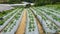 Agriculture industry at Cameron Highlands, Pahang, Malaysia.